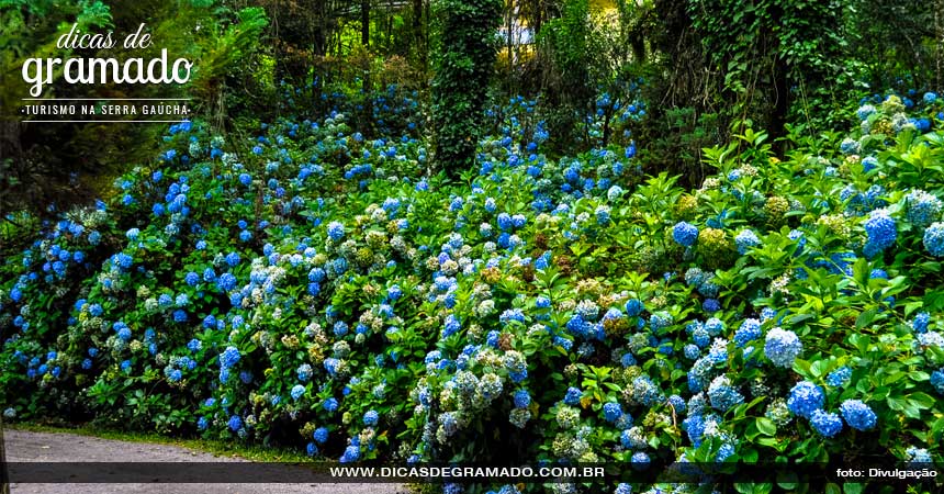 Gramado em Outubro: Hortênsias do Lago Negro Gramado em Outubro: Hortênsias do Lago Negro
